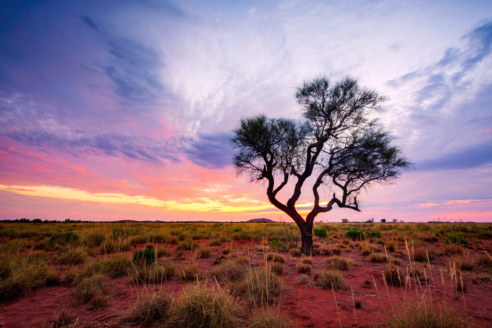 A Hakea tree stands alone in the Australian outback during sunset. Pilbara region, Western Australia, Australia